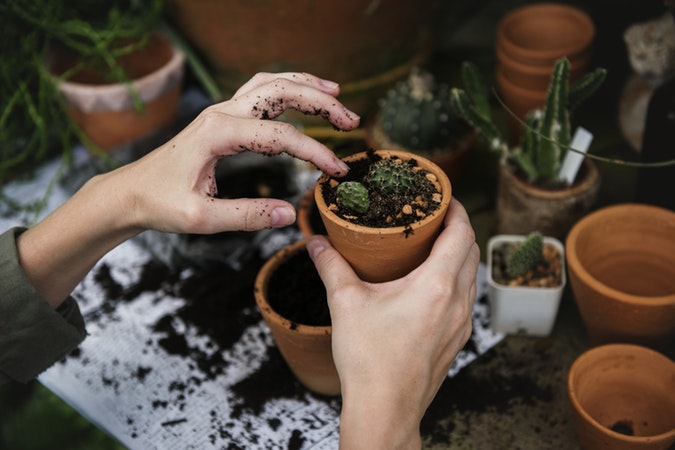 plantas medicinais